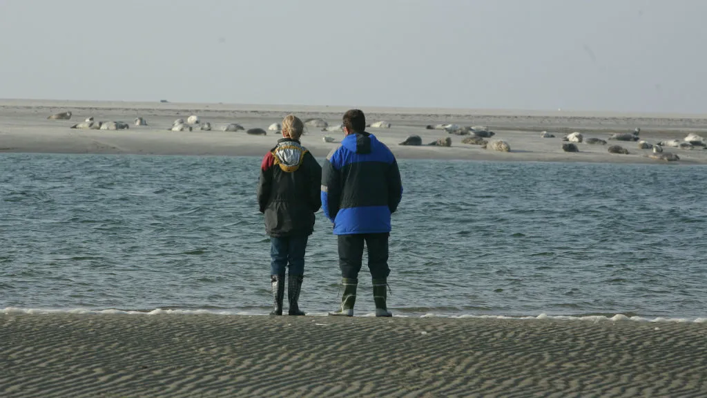 Tourists and seals on Fanø