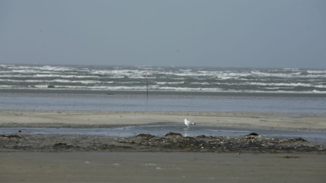 Waves in the Wadden Sea on Fanø