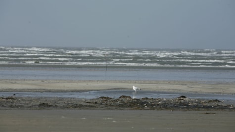 Wellen im Wattenmeer auf Fanø