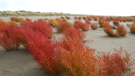 Red colors by the Wadden Sea on Fanø