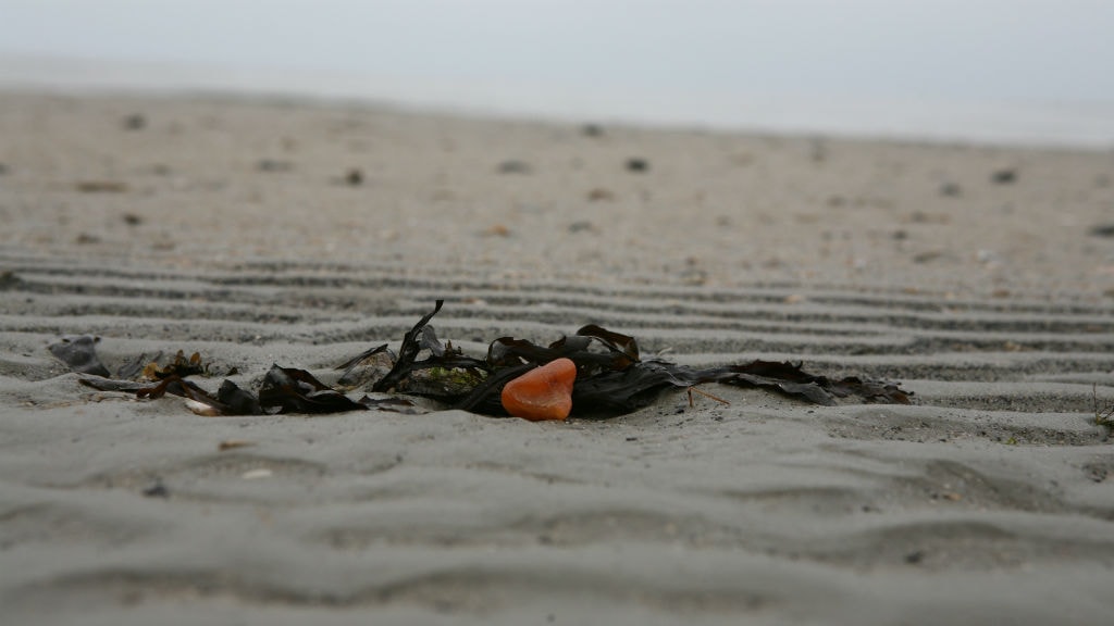 Orange rav på Fanø Strand