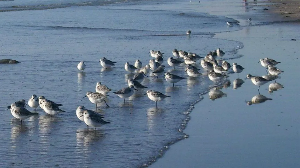 Birds at the water's edge on Fanø
