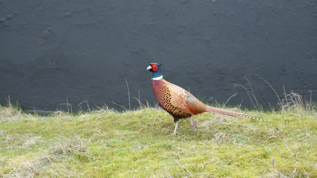 Pheasant on Fanø