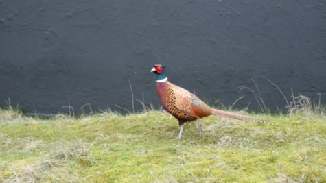 Pheasant on Fanø