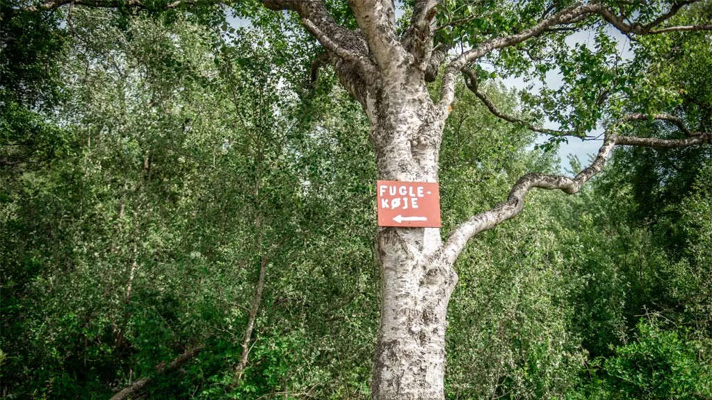 Tree with sign at Albue Fuglekøje | By the Wadden Sea