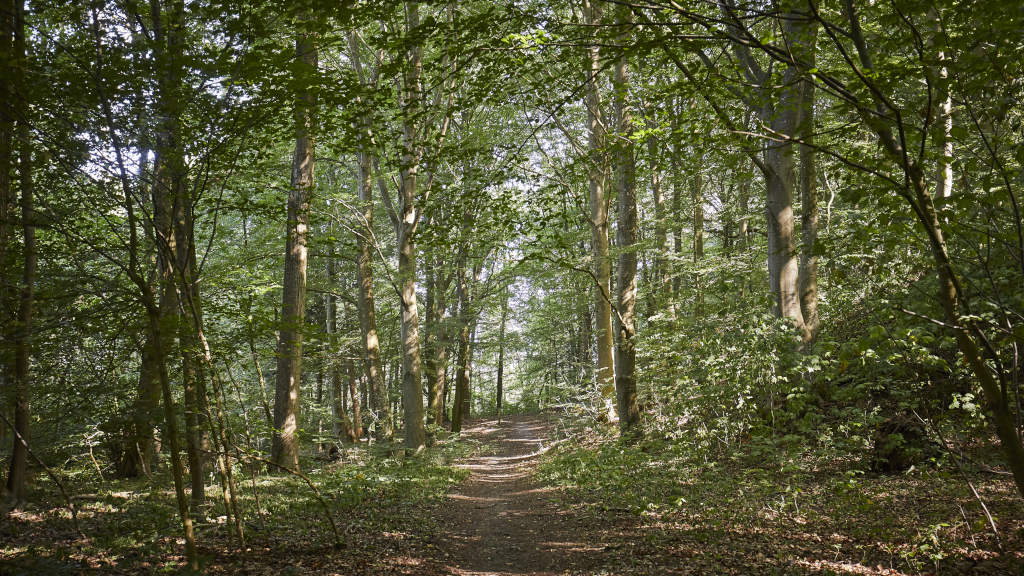 Hiking trails by Rands Fjord