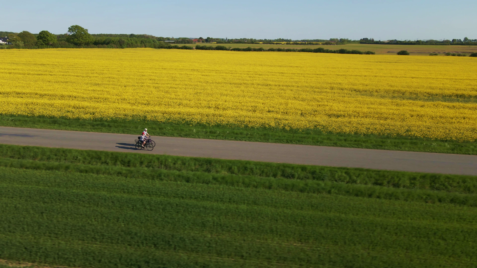 Cyclists ride on roads alongside yellow rapeseed fields