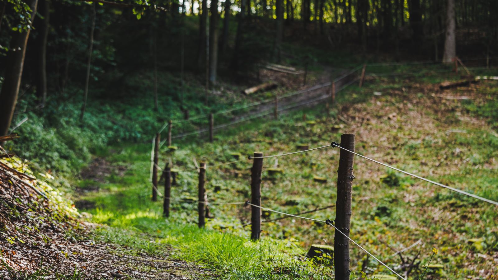A forest path near Hagenør. It is summer, and along the path is a wire fence.