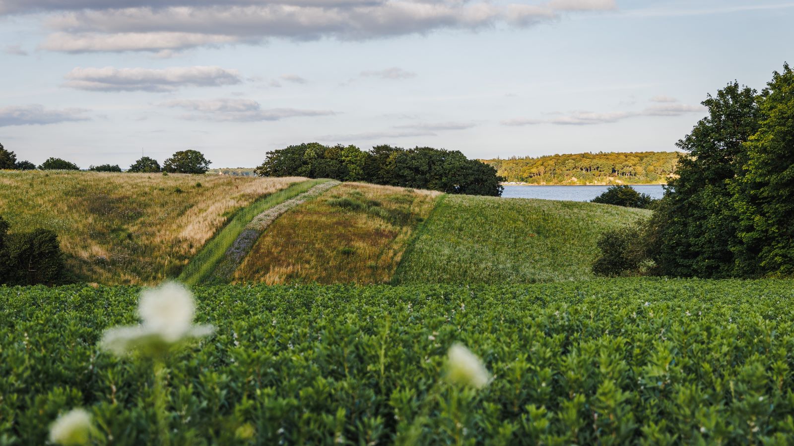 Green fields at Hagenør.