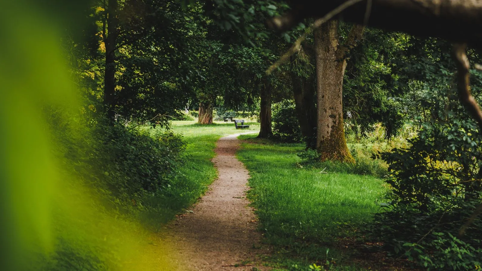 A forest path runs through green trees.