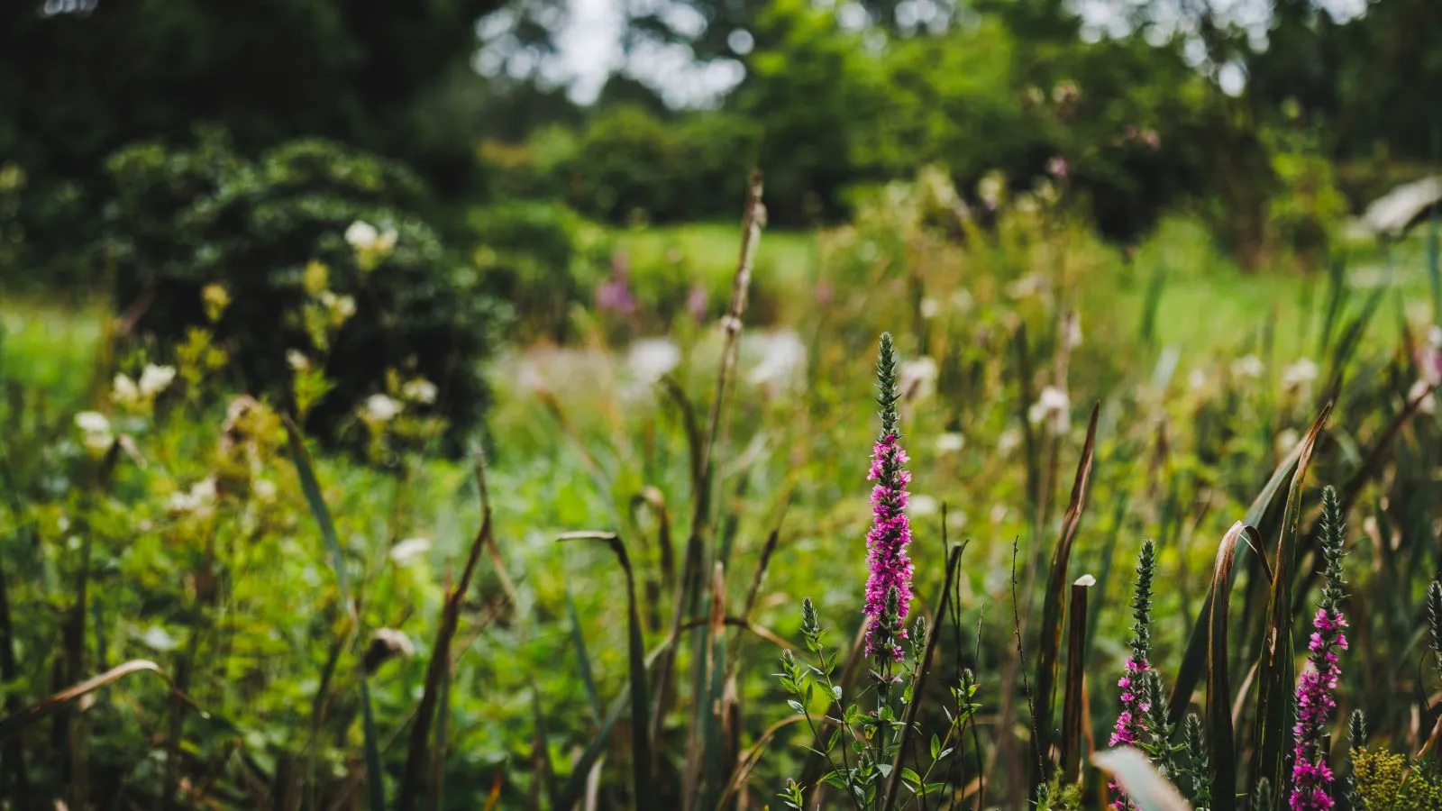 Flower meadow at Hannerup. The focus is on purple flowers in the foreground. In the background, green bushes, plants, and trees can be seen.