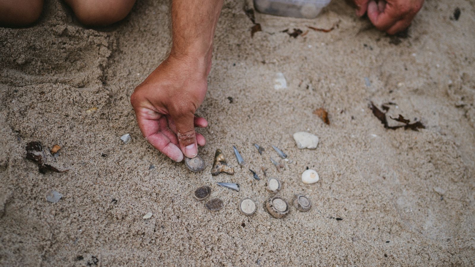 Fossils are lying in the sand. A hand is about to pick up one of the fossils.