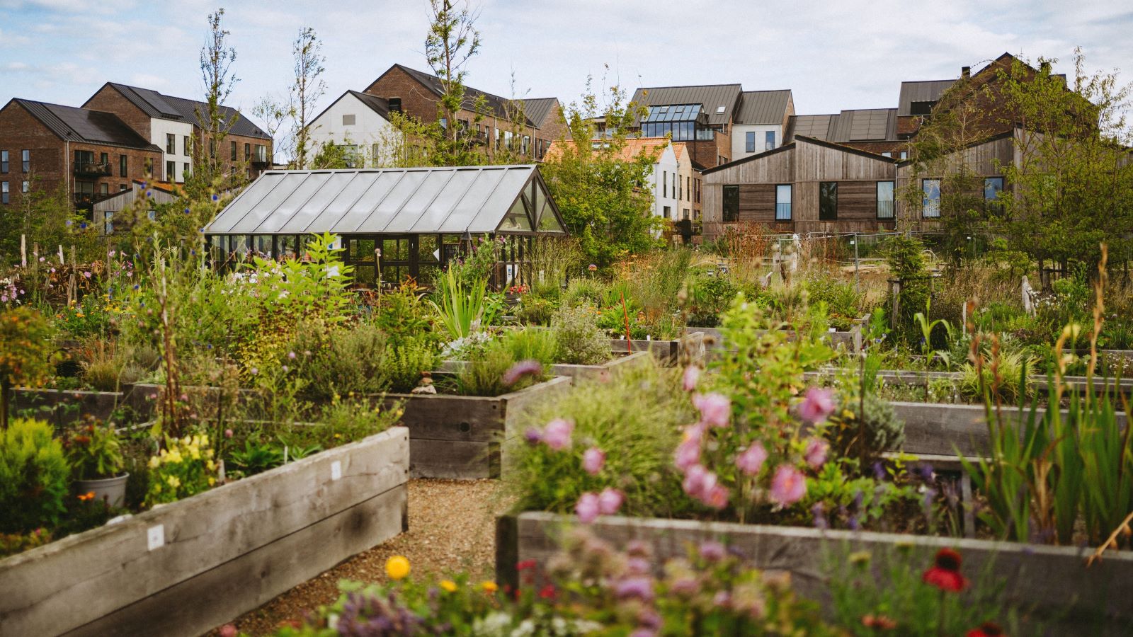 Small urban gardens in City Gardens Søndervold in the Canal District in Fredericia. The gardens are filled with plants and flowers. A greenhouse can be seen, and in the background, the houses of the Canal District are visible.