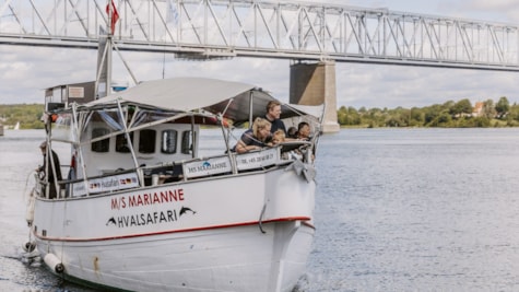 MS Marianne sejler hvalsafari under Den Gamle Lillebæltsbro.