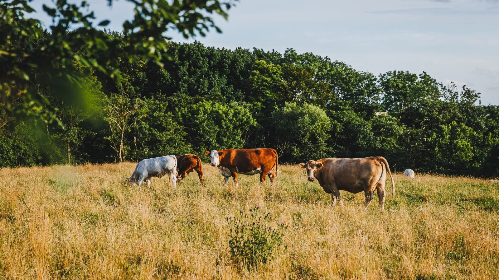 Cows at Trelde Næs.