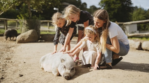 Klappedyr i Jylland i Madsby Legepark