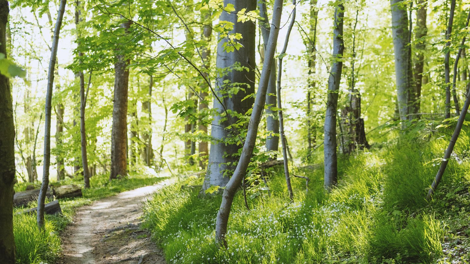 Fuglsang Forest