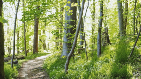 Fuglsang Skov