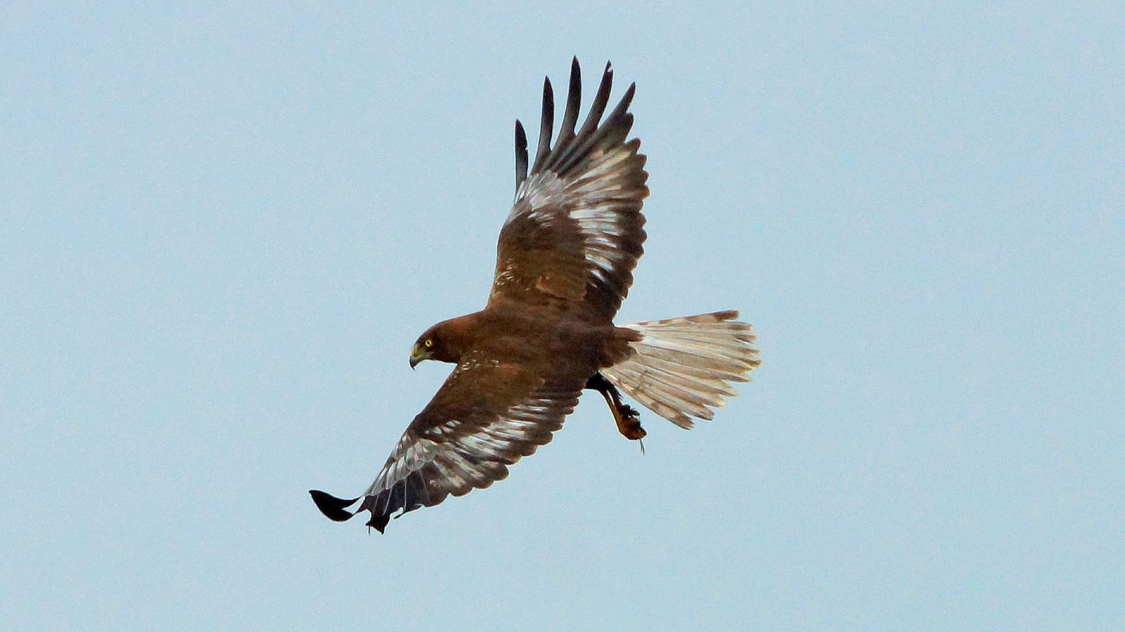 White-tailed eagle over Rands Fjord
