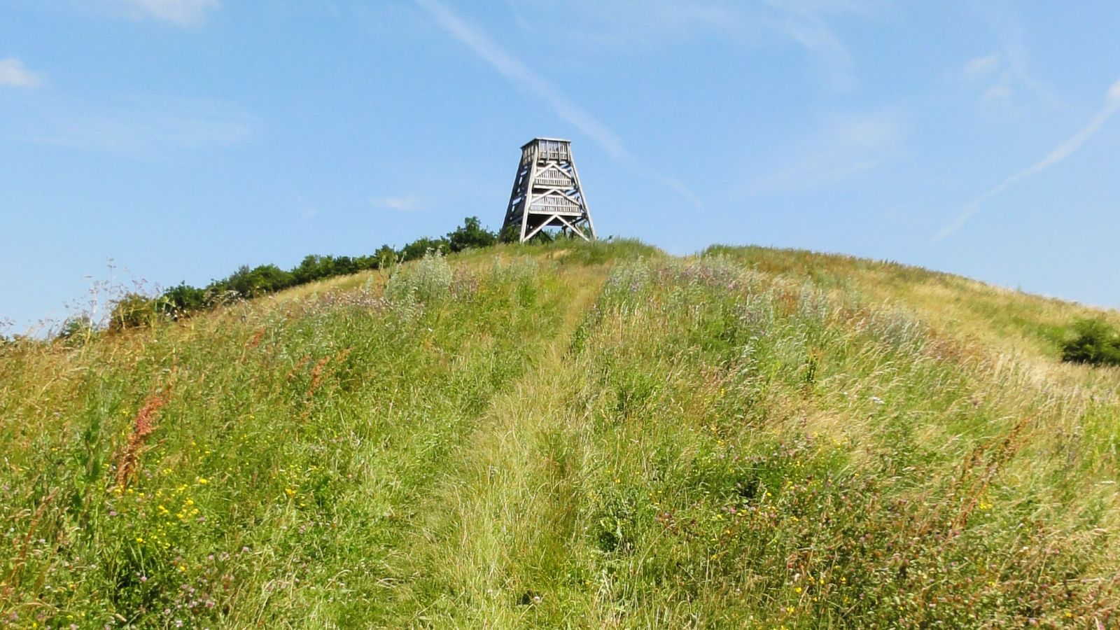Observation Tower in Randal Forest