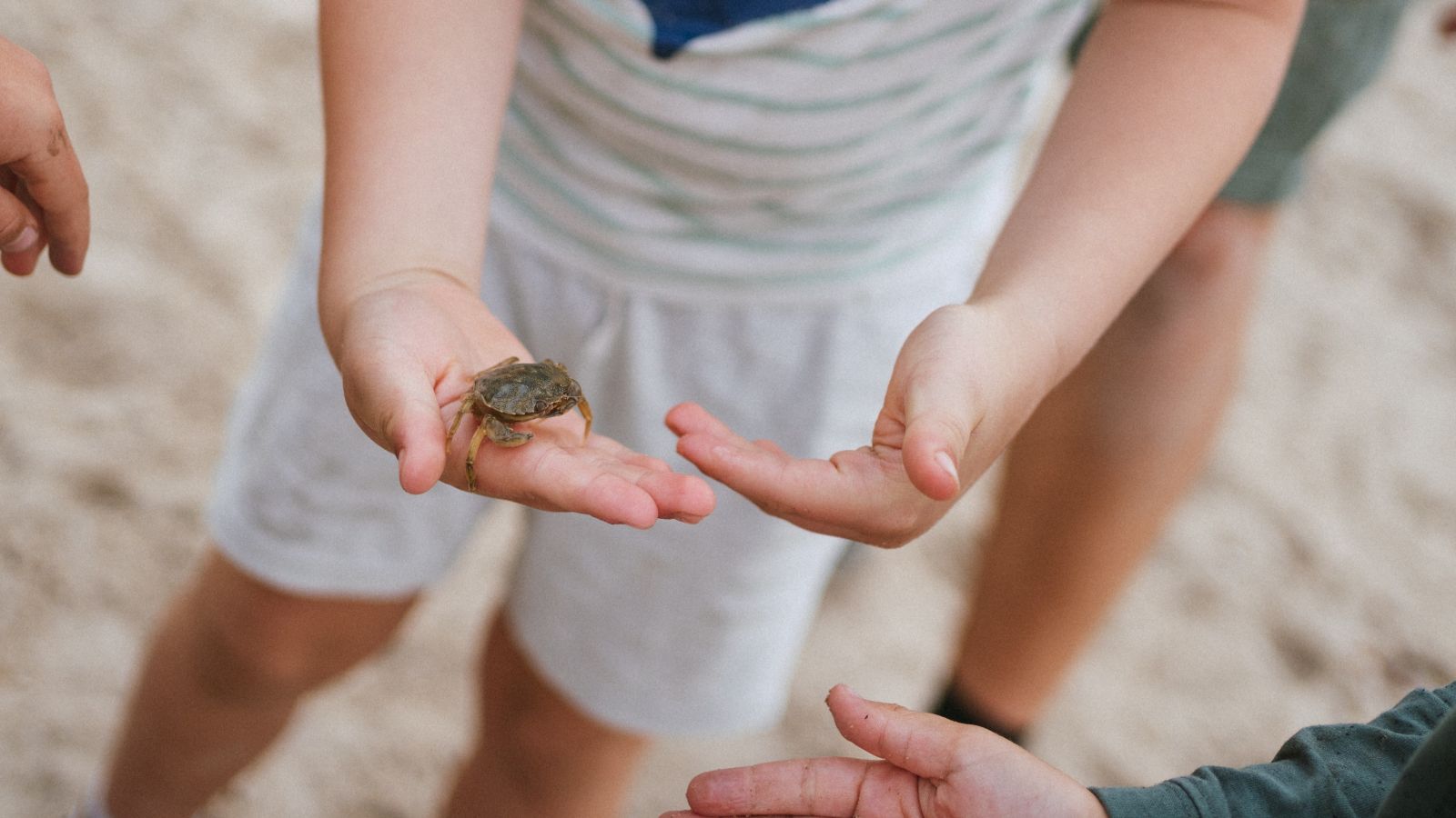Crabs