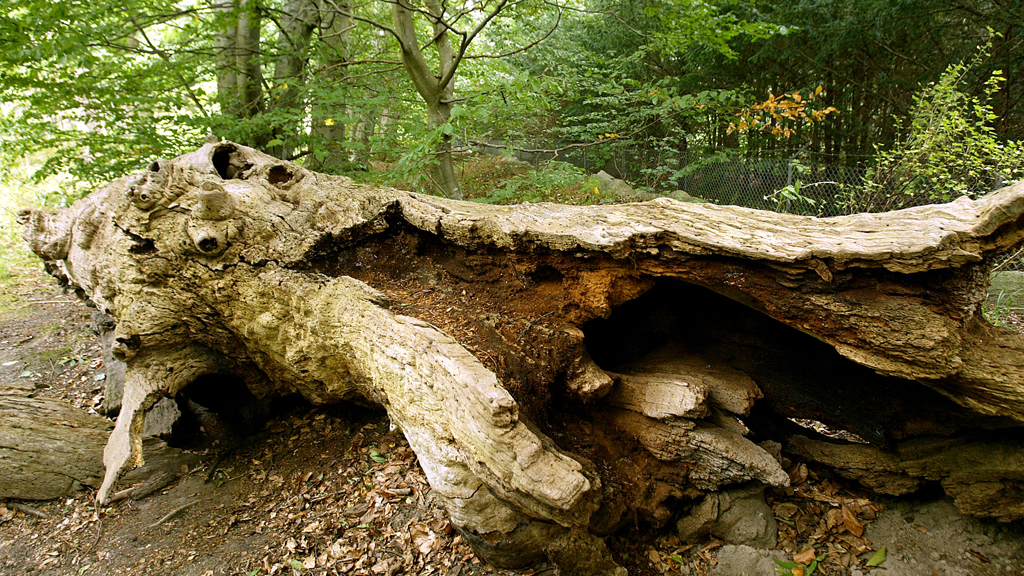 Hjertestien i Jægerspris Slotshegn