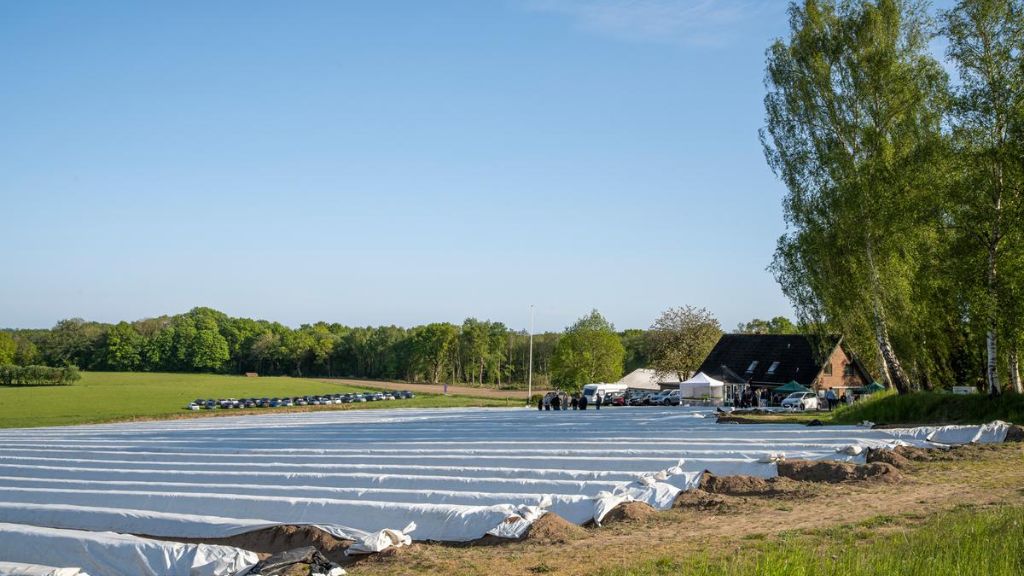 Knabegaarden - Asparges