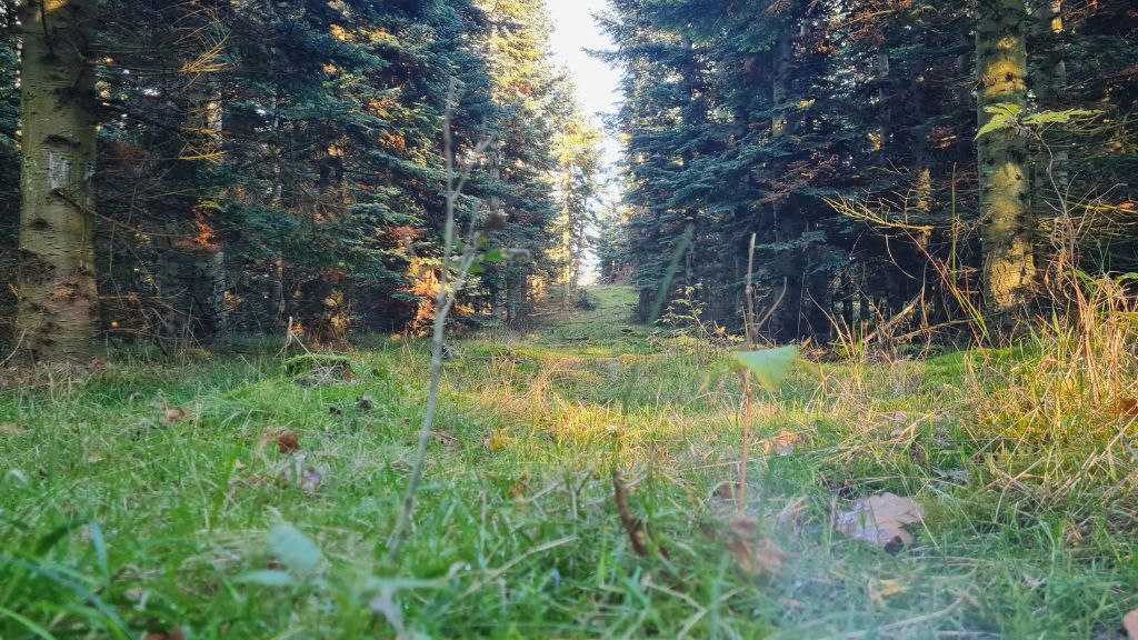 Goldenes Herbst im Sollerup Wald in der nähe von Svanninge Hügel und Faaborg