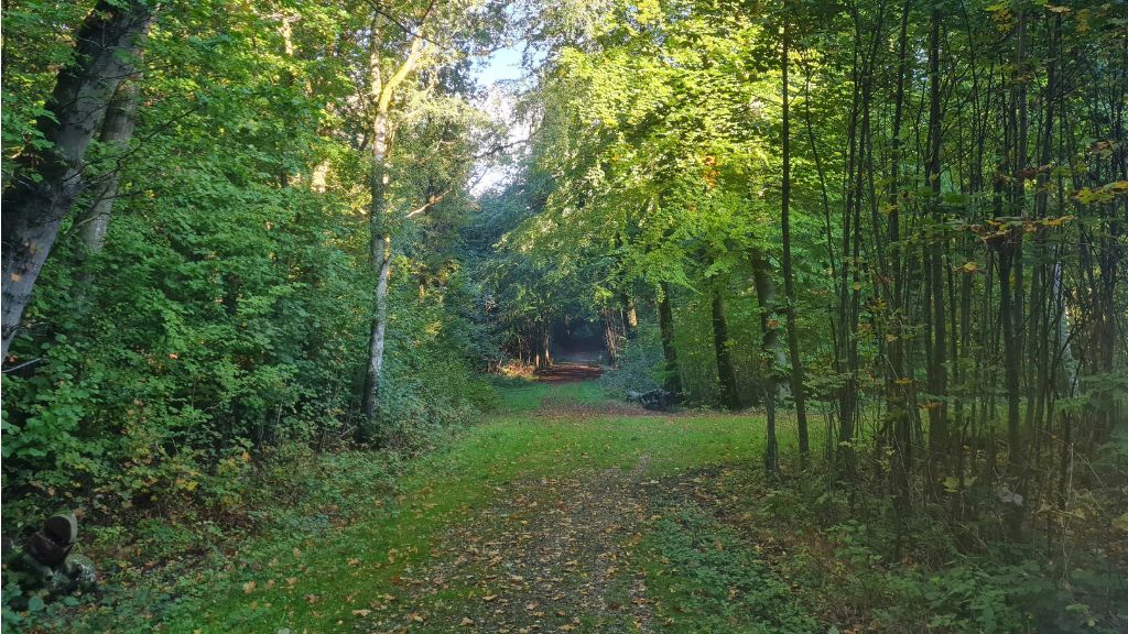 Golden autumnn colors in Sollerup Forrest near Svanninge Hills and Faaborg