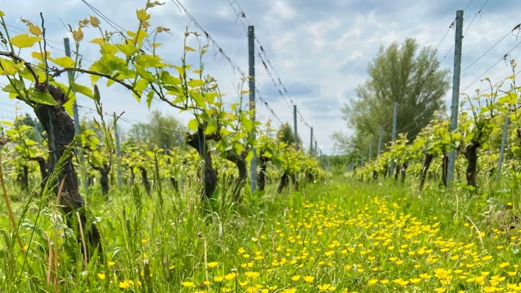 Vine fra Klitgaard Vin ved Sønder Nærå på Midtfyn