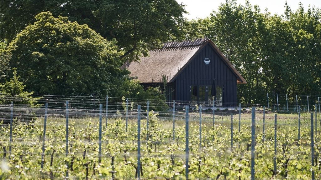 Vine fra Klitgaard Vin ved Sønder Nærå på Midtfyn