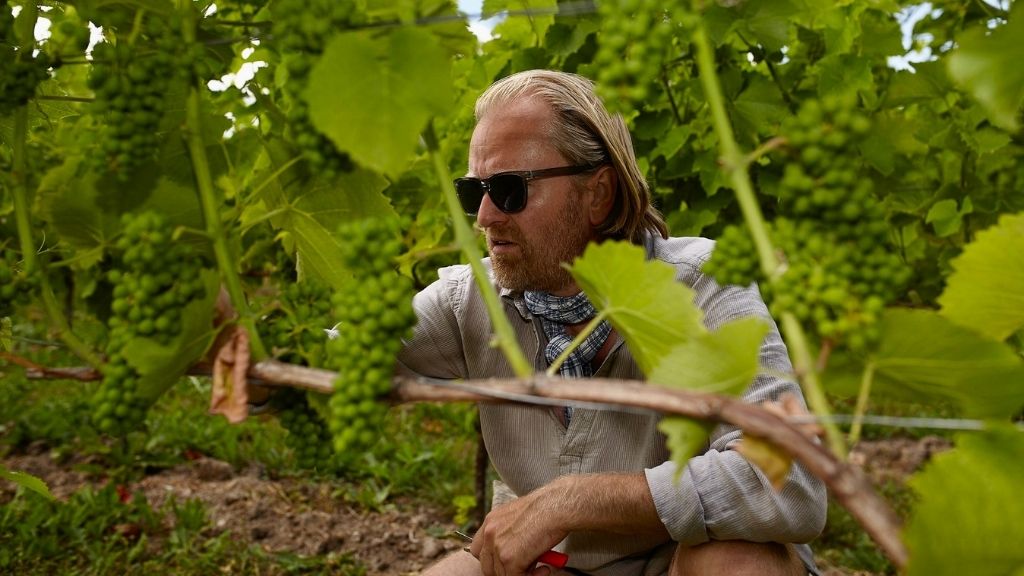 Vine fra Klitgaard Vin ved Sønder Nærå på Midtfyn