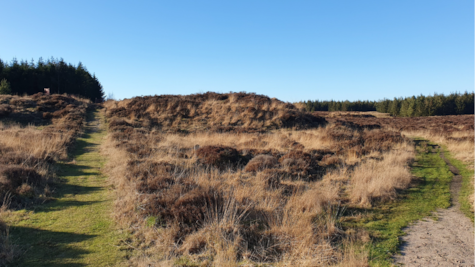 Stensbæk plantage, vinterdag