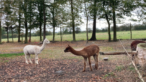 Aarø Camping, klappezoo