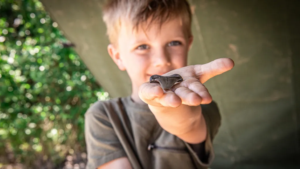 shark tooth, Gram Clay Pit