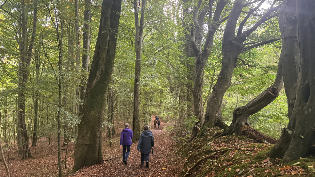 I møllerens fodspor, skov