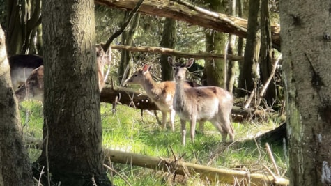 Hjorte, Haderslev Dyrehave