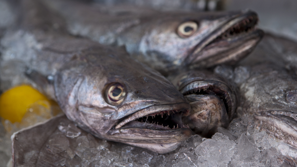 Hirtshals Fish Festival