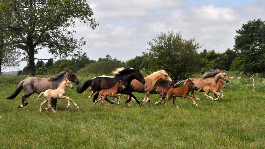 Stald Nordkap - Privat Zimmer