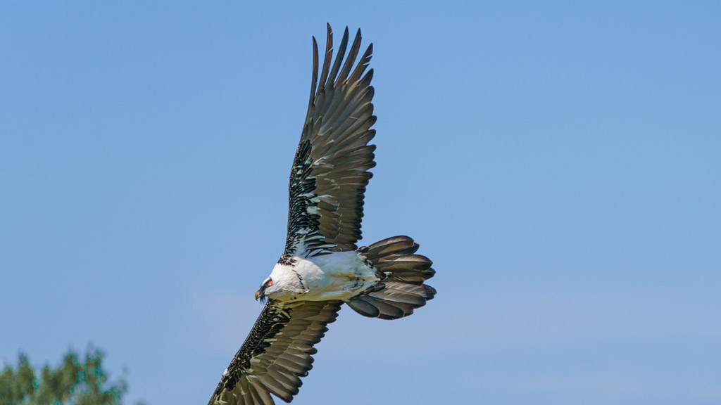 Eagleworld