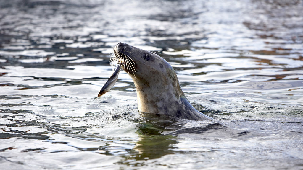 Nordsøen Oceanarium