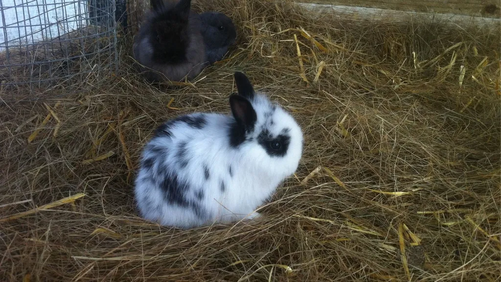 A rabbit from the animal park on the island Orø in the Danish fjord Isefjord.