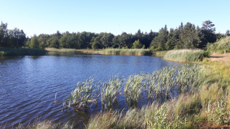 Boutrup Sø ved Nr. Felding