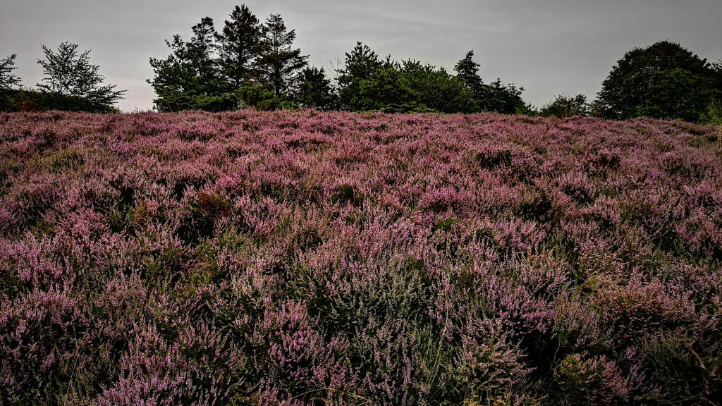 Hike - Sir Lyngbjerg Plantation