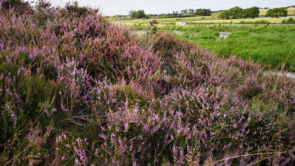 Hike - Vandkraftsøen (Hydroelectric lake)