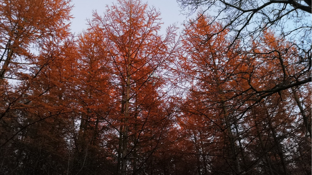 Hjertestien in Holstebro  