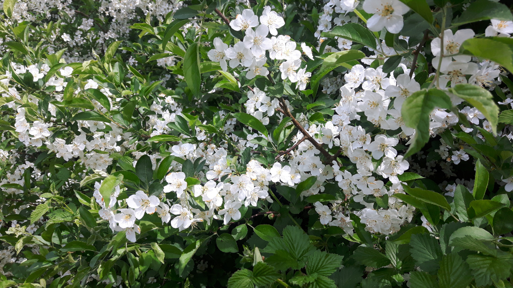 Hjertestien in Ulfborg  