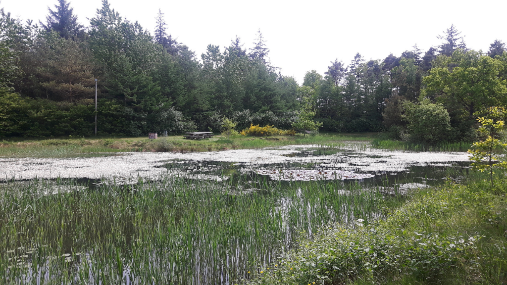 Hjertestien in Ulfborg  