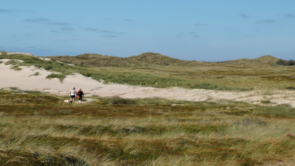 Trail - The Husby Klitplantage Route