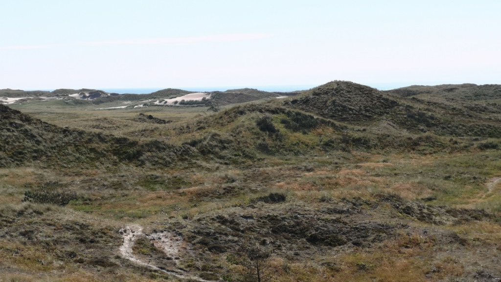 Trail - The Husby Klitplantage Route